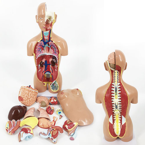 人体躯干模型两性脊柱吸附数标