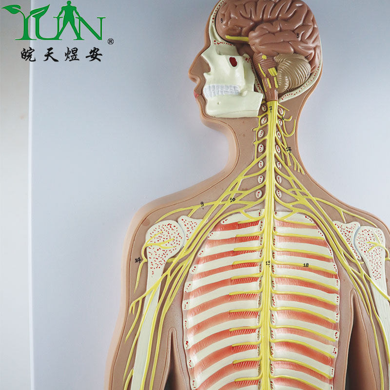 ya/n011a_人体神经系统解剖模型大脑器官结构教学演示_数标33cpst