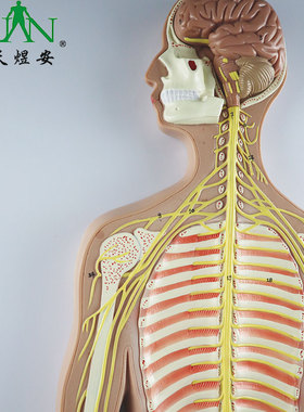 YA/N011A_人体神经系统解剖模型大脑器官结构教学演示_数标33CPST
