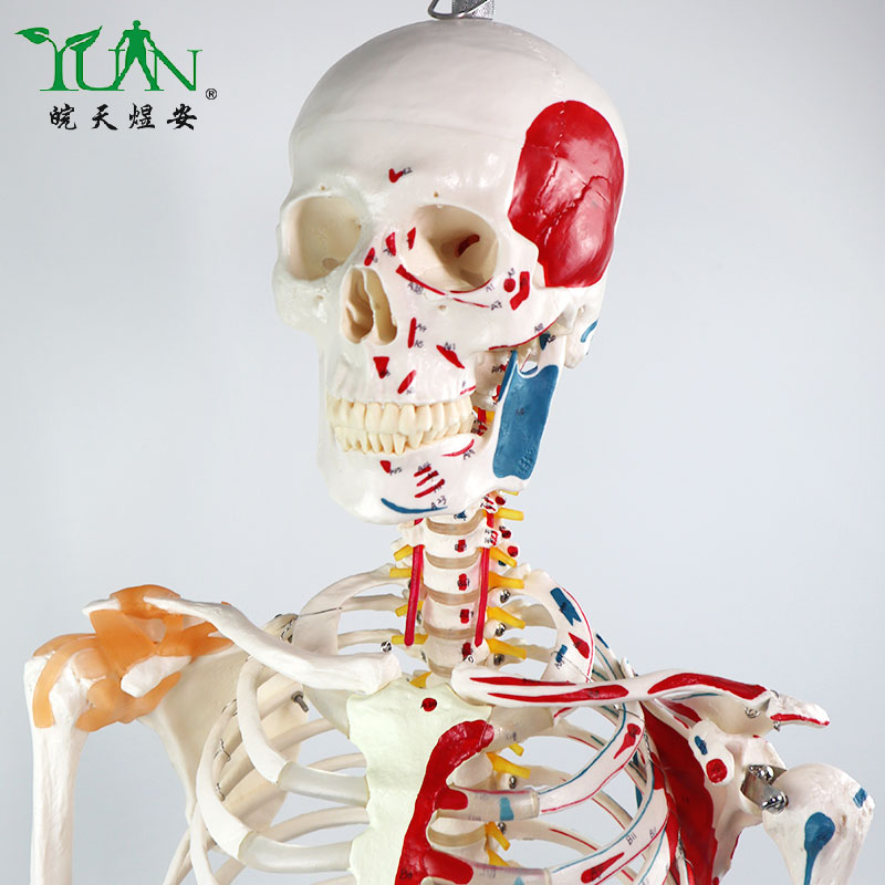 弯曲170cm全身可拆卸人体骨骼