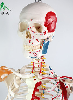 YA/L011B医学教学170cm人体骨骼模型全身可拆卸脊柱仿真骷髅玩具
