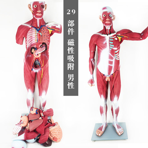 全身肌肉标识 内脏可拆卸 增强塑料 可开票
