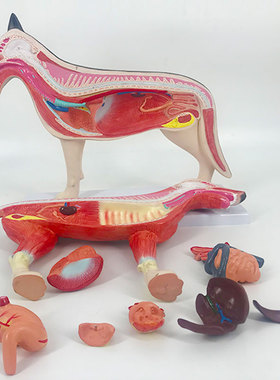 QL/B026_医学狗动物器官肌肉内脏解剖模型_可拆卸_磁性吸附CPST