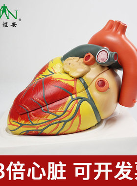 YA/C021_3倍人体心脏解剖医学教学模型_3部件_磁性吸附数标39CPST