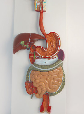 YA/D011_医学人体消化系统解剖模型胃肝肠道结构教学_数标45CPST