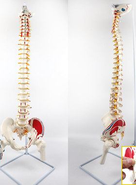YA/L036C脊椎模型85cm可弯曲_骶骨可打开拆卸_带腿骨_椎间盘CPST