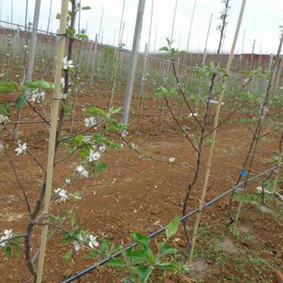 东北耐寒苹果树苗鸡心果树苗红肉苹果苗矮化苹果苗南北方盆栽种植