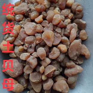 土贝母中药材正品 土贝 大贝母 野生新货 土贝母 无硫原生态优质