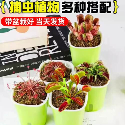 食虫植物捕蝇草盆栽猪笼草驱蚊绿植食虫草夹子懒人夏季室内好养活