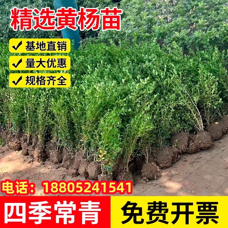 小叶黄杨树苗冬青瓜子庭院