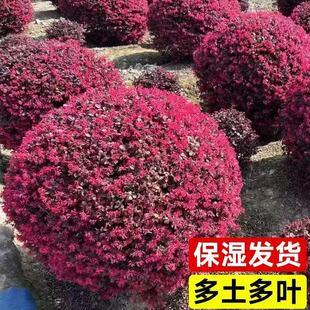红花继木苗庭院绿植红花继木球耐寒好养活四季 常绿园林绿化工程苗