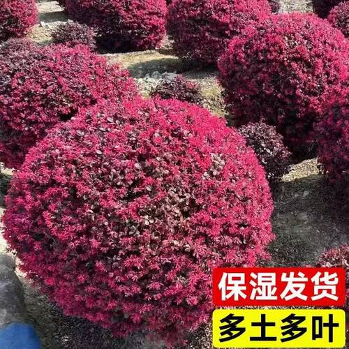 红花继木苗庭院绿植红花继木球耐寒好养活四季常绿园林绿化工程苗