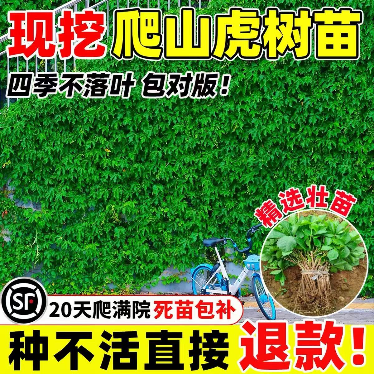 爬山虎爬藤植物四季不落叶树苗耐寒室外庭院花卉绿植爬墙虎种子籽图片