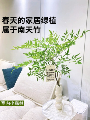 其他阳台客厅春季夏南天竹