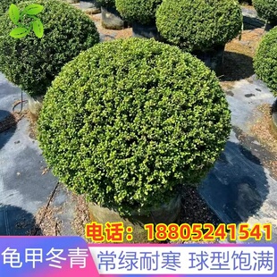 龟甲冬青球别墅庭院耐寒造型球形植物四季常青风景树绿化工程小苗