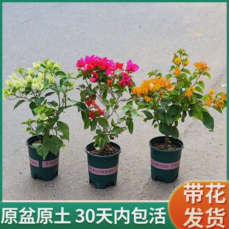 三角梅盆栽带花发货绿樱四季开花新品种重瓣红爬藤老桩苗漳红樱,鲜花速递/花卉仿真/绿植园艺,绣球/木绣球/木本植物,淘宝优惠券,粉丝福利购,淘宝优惠卷