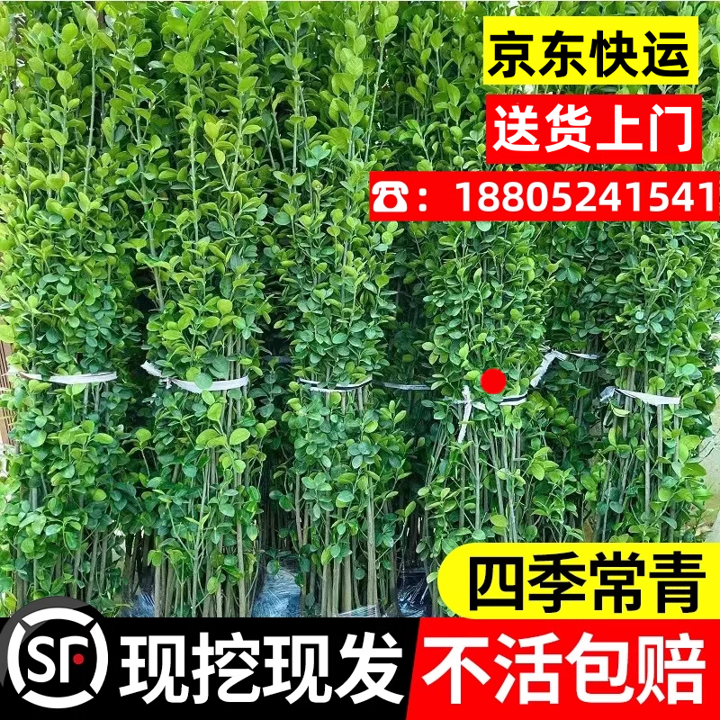 围墙篱笆植物大叶北海道黄