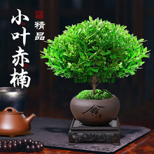 小叶赤楠盆景金丝楠木树苗紫檀盆栽绿植室内花卉植物老桩四季好养