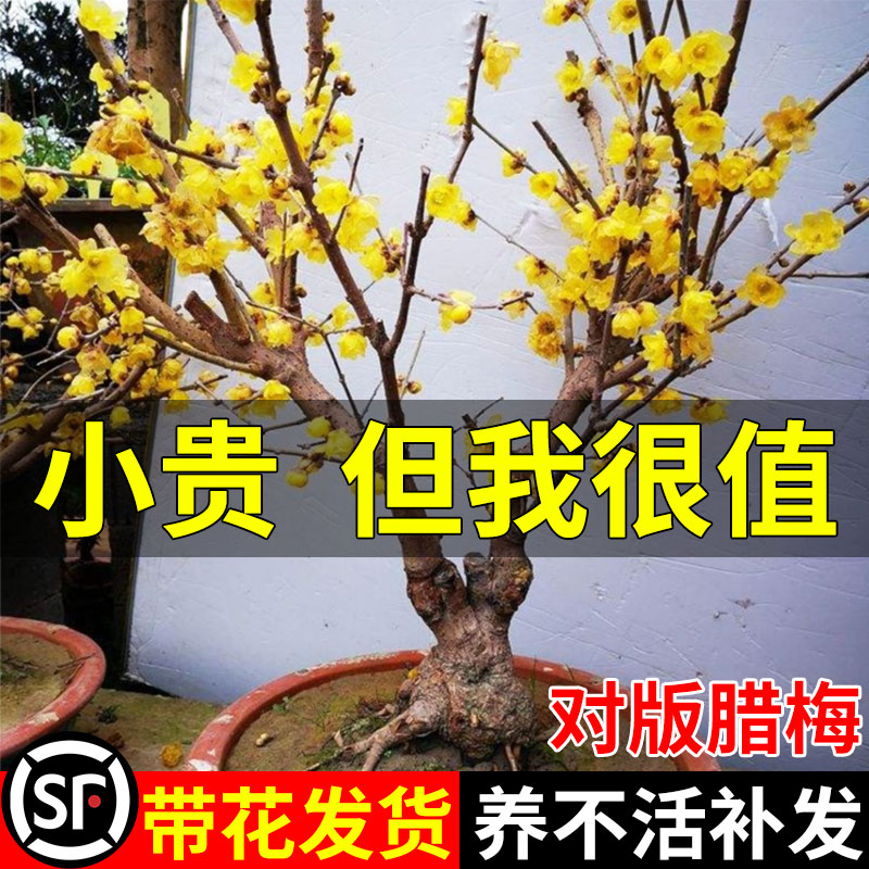 花卉耐寒室内外庭院素心盆