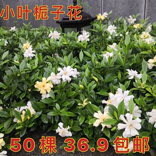 小叶栀子花苗重瓣浓香型大叶栀子花盆栽室外庭院四季常青绿化小苗