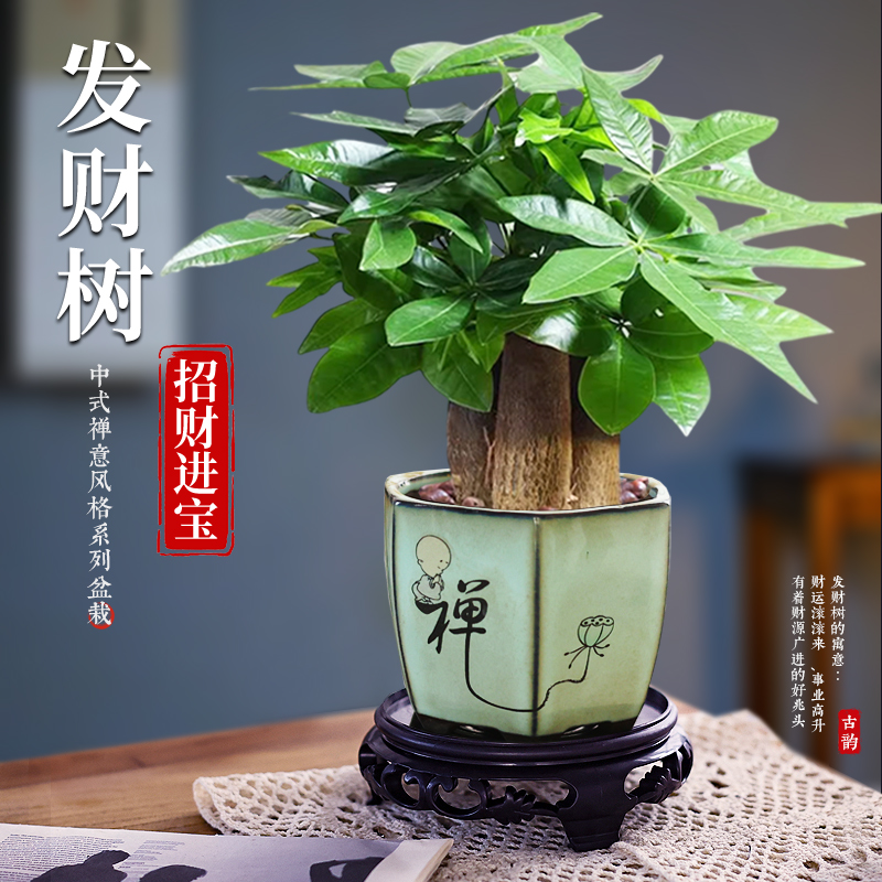 三杆发财树盆栽办公室内吸