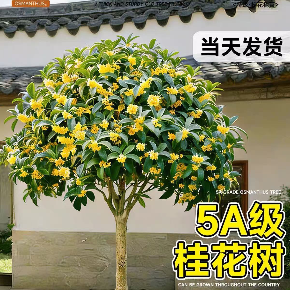 桂花树苗八月桂金桂庭院别墅地栽特大四季桂绿化盆栽四季花卉植物