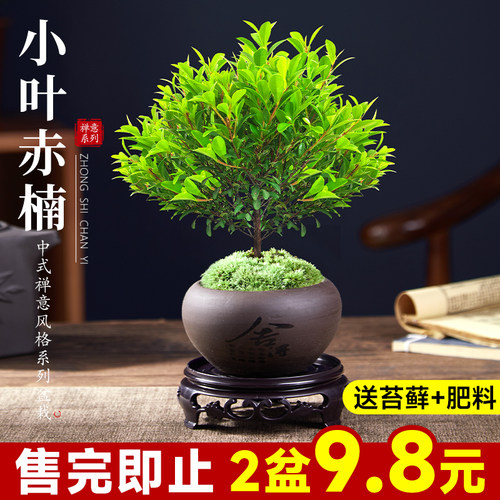 小叶赤楠盆景老桩植物办公