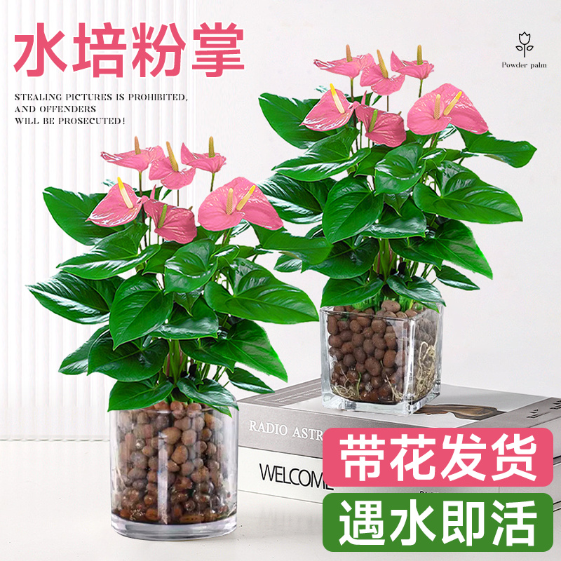 水培植物粉掌盆栽带花红白