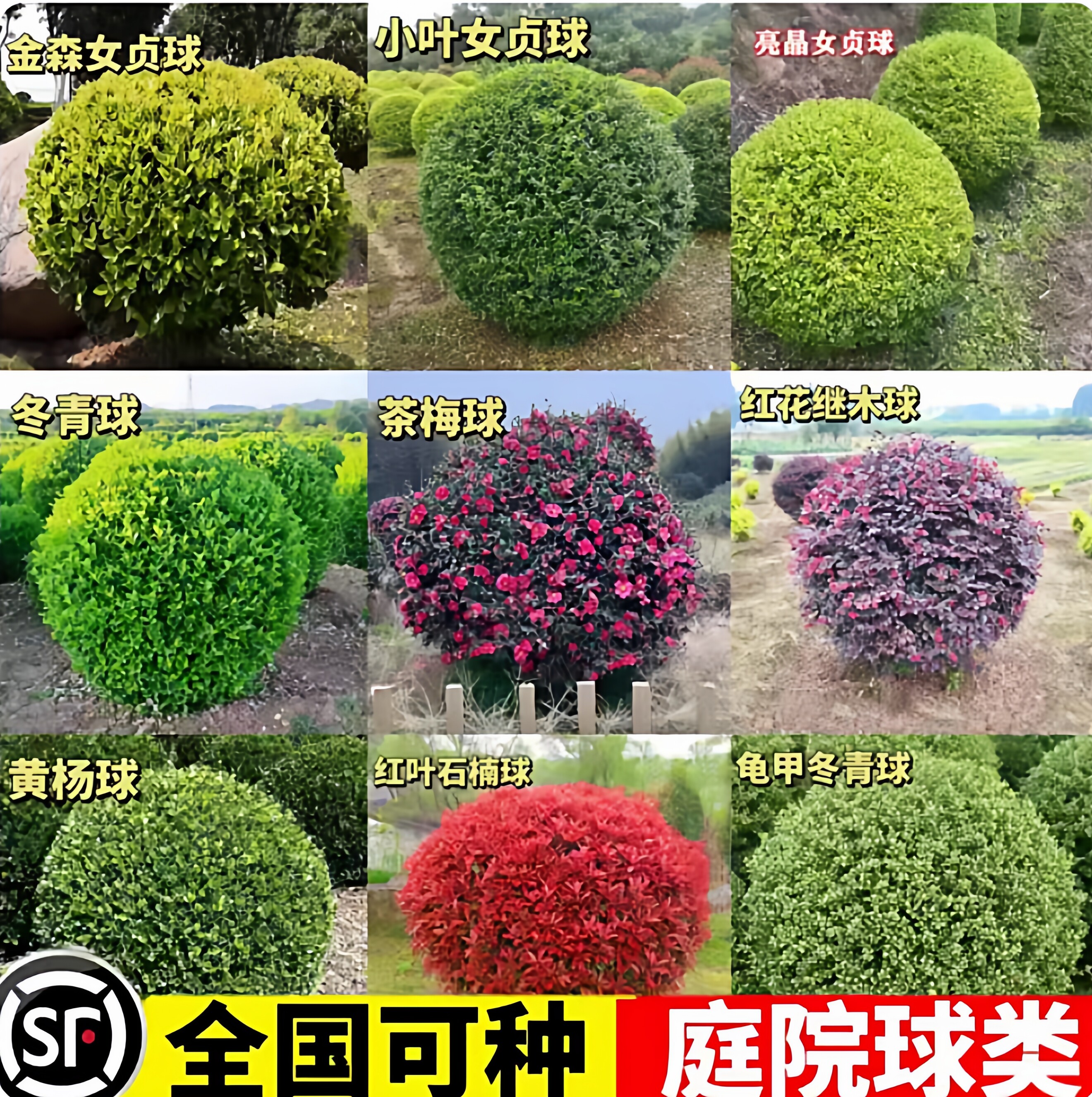 球形亮晶女贞棒棒糖小叶女贞多头造型树别墅庭院花镜景观植物造景
