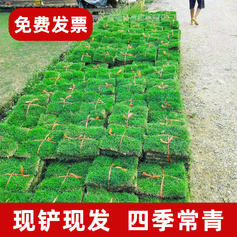 草皮真坪带泥土别墅花园绿