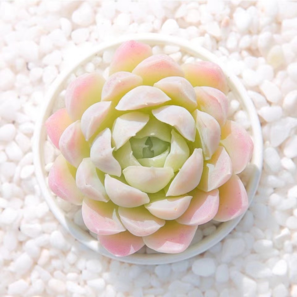 白月影多肉盆栽稀有品种好养易活玫瑰多肉室内桌面花卉绿植吸甲醛