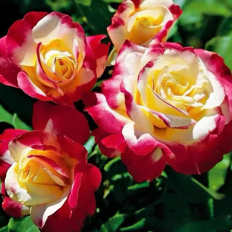 红双喜月季花苗大浓香型玫