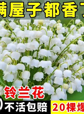 铃兰花苗盆栽植物进口耐寒