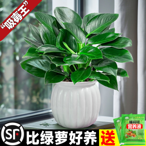 金钻盆栽植物铂绿萝箩水培
