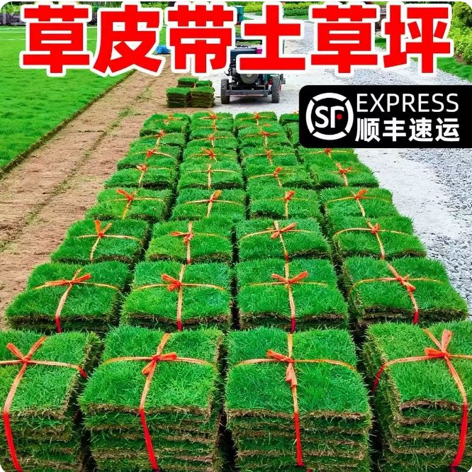 草皮真坪带泥土别墅花园绿图片