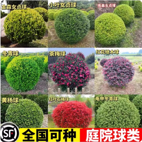 庭院别墅红叶石楠球冬青花