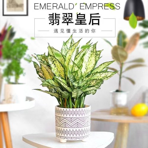 万年青盆栽大叶银皇后室内办