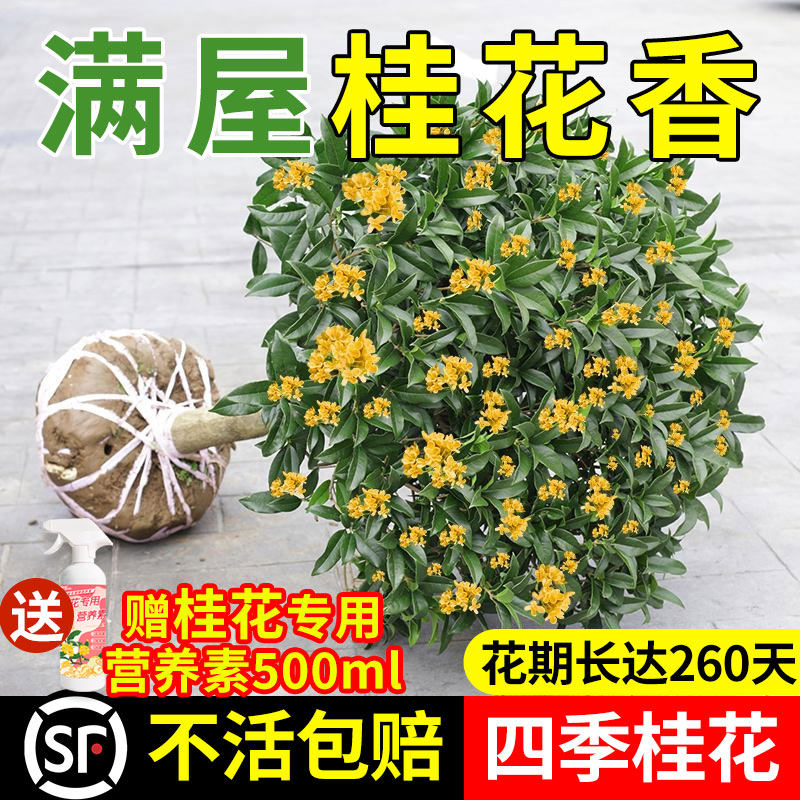 桂花树苗四季盆栽大金可食