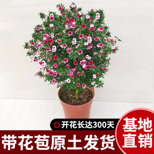 松红梅带花苞三色梅澳洲雪花梅室内花卉盆栽寒梅多色阳台四季观花