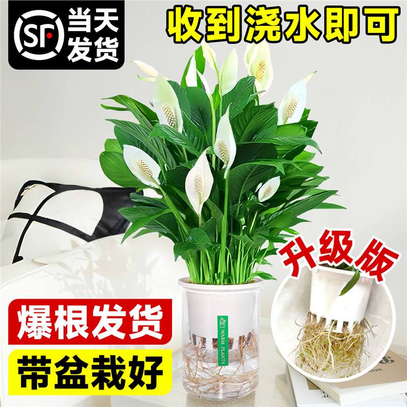 白掌绿植带花一帆风顺盆栽