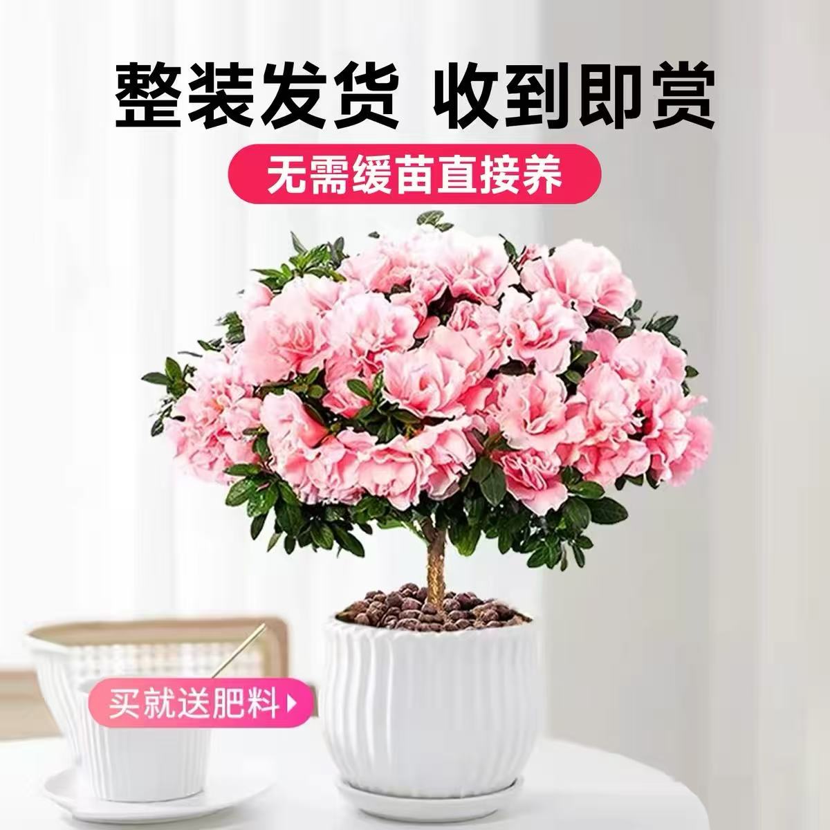 杜鹃花盆栽花卉植物室内阳台四季鲜花带花苞树苗绿植好养易活盆景图片