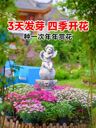 野花组合种子太阳孑格桑籽