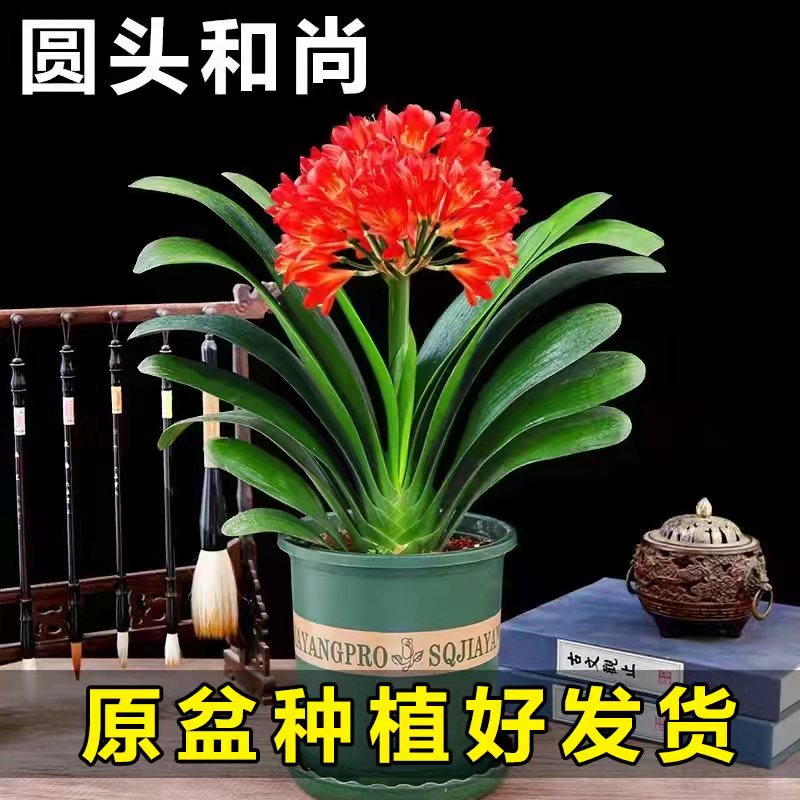 花卉绿植君子兰阳台四季盆栽