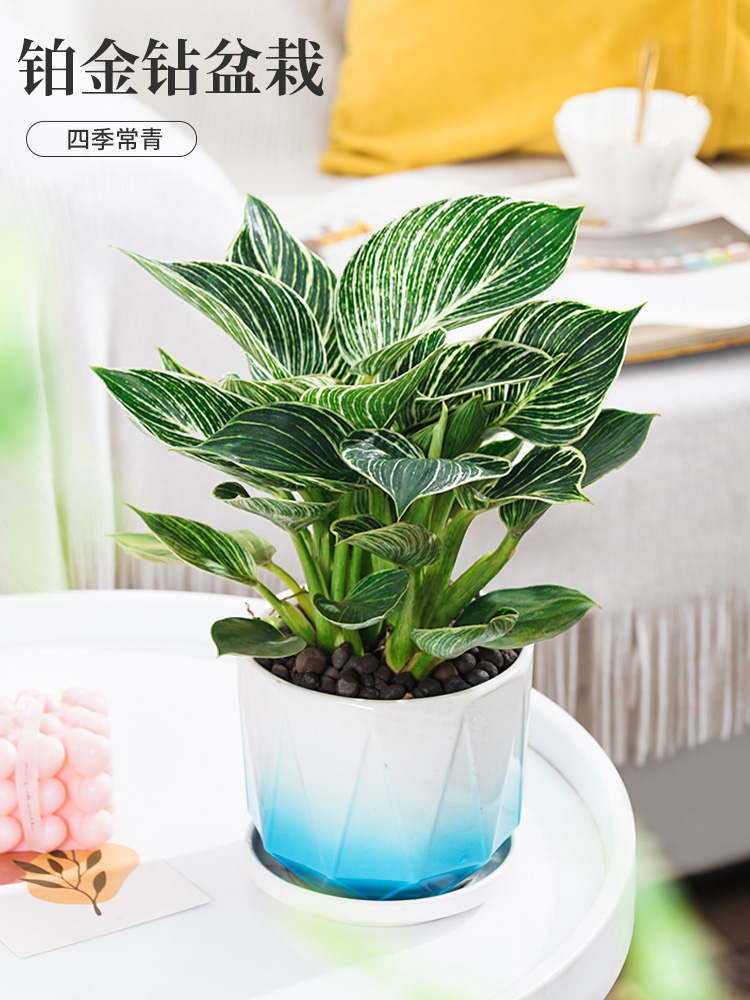 大叶金钻盆栽甲醛植物办公室内花卉客厅桌面小绿植好养易活吸除去