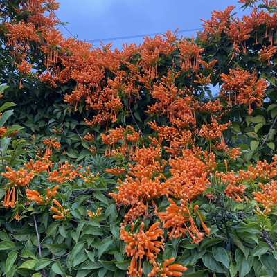 花卉绿植庭院开花多季节对版