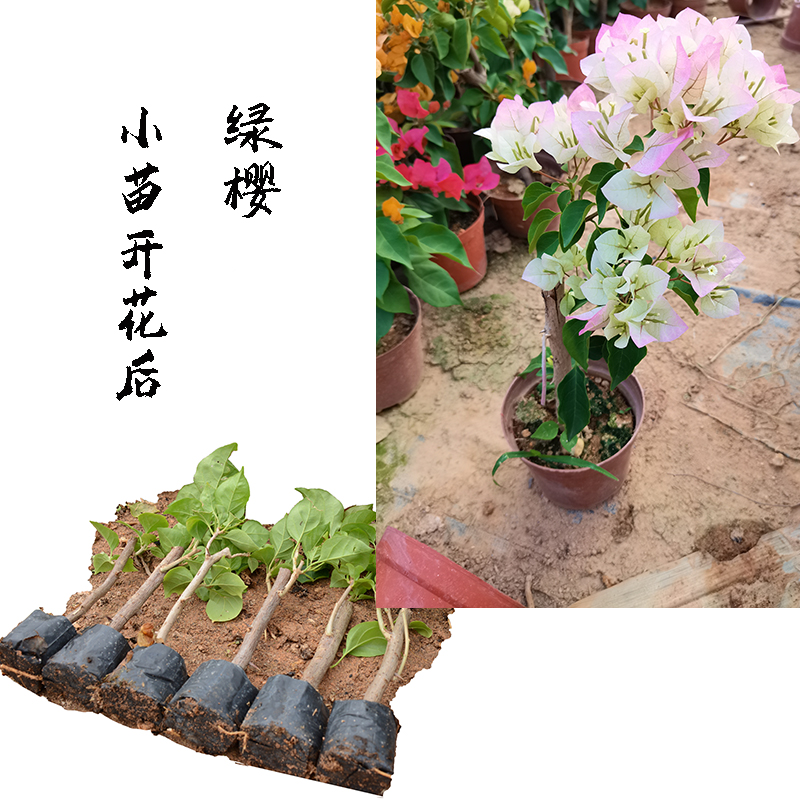 1号小苗三角梅袋绿樱漳红
