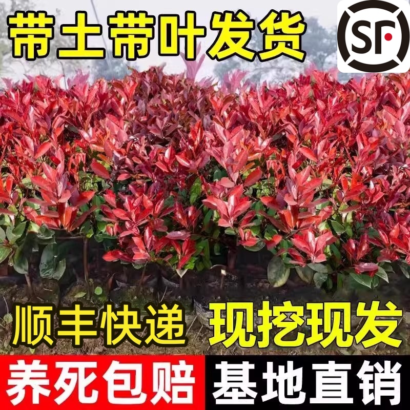 红叶石楠树苗室外四季常青