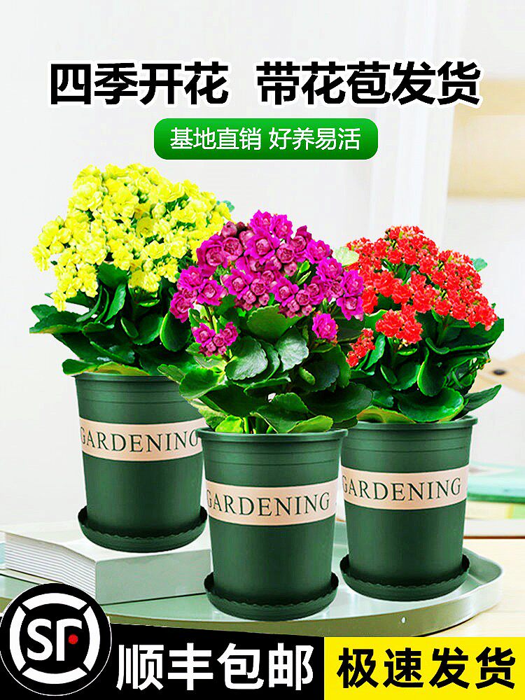 长寿花盆栽重瓣金狐狸大带苞