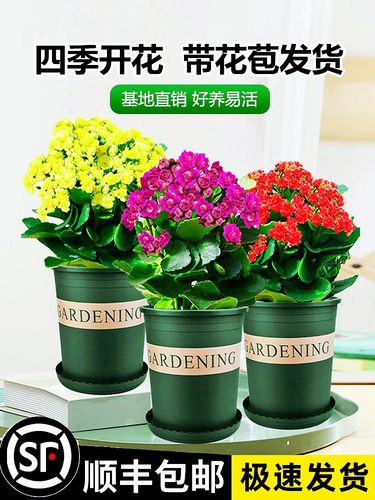 长寿花盆栽重瓣金狐狸大带苞