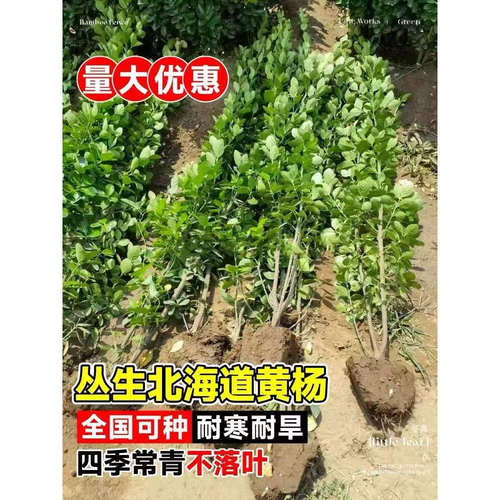 北海道黄杨冬青树苗庭院篱笆墙围墙道路绿化四季常青大叶植物耐寒